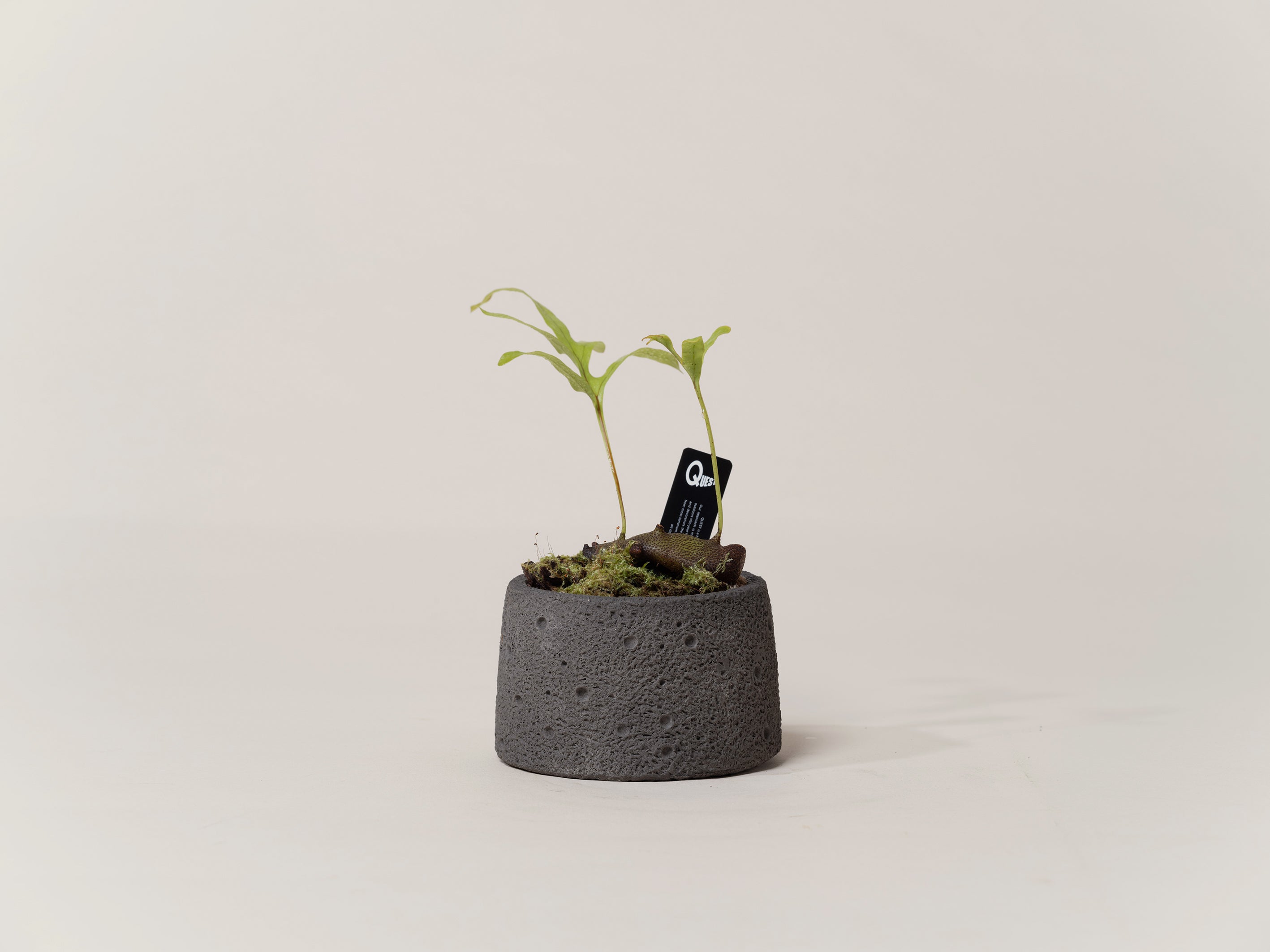indoor plants hong kong 藍蟻蕨 Ant Fern