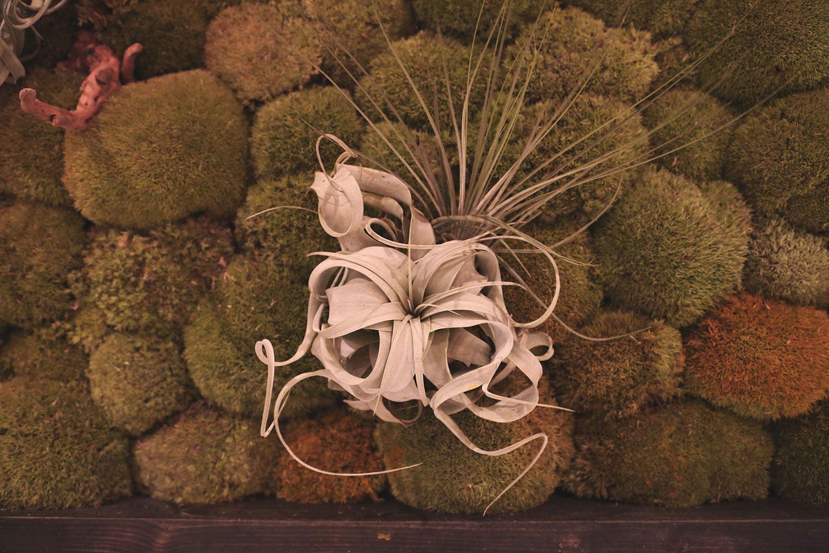 MANO TILLANDSIA MOSS ART