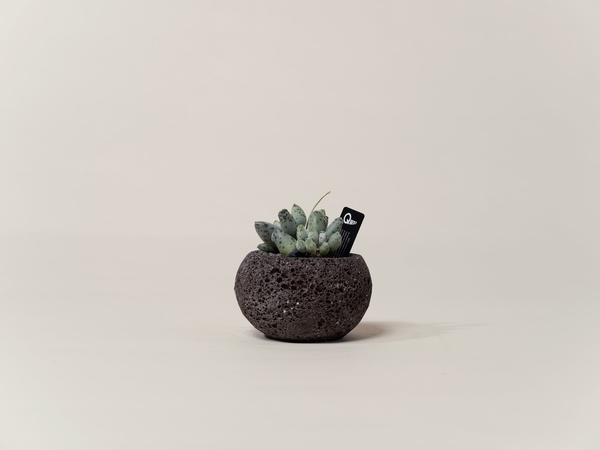 succulents hong kong Adromischus Cooperi
