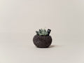 Buy Adromischus Cooperi in Hong Kong. A compact indoor succulent ideal for bright spaces, expertly curated with fast local delivery by Quest Plant.
