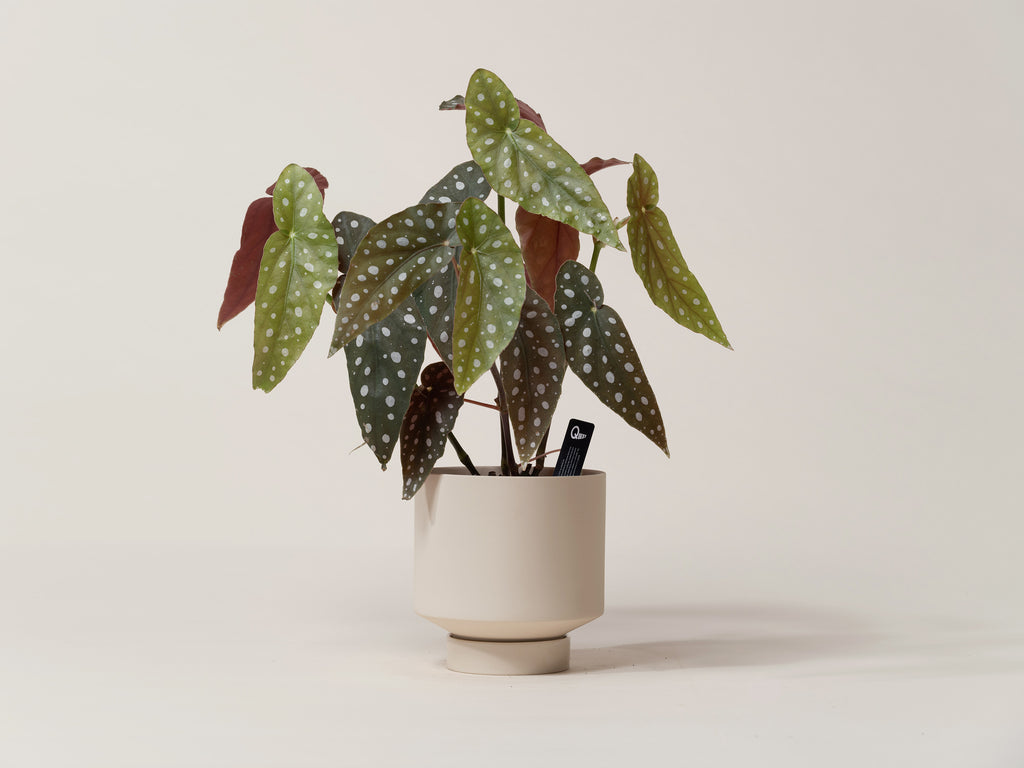 Shop Angel Wing Begonia in Hong Kong. A striking indoor plant with decorative foliage, curated by Quest Plant with expert care guidance and local delivery.