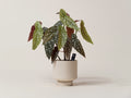 Shop Angel Wing Begonia in Hong Kong. A striking indoor plant with decorative foliage, curated by Quest Plant with expert care guidance and local delivery.
