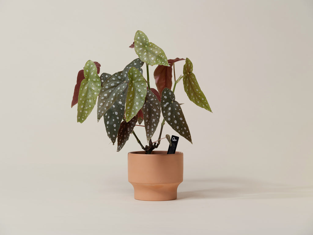 Begonia corallina indoor flowering plant for bright interiors