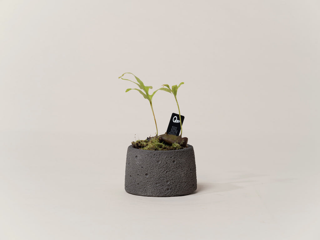 Buy Ant Fern in Hong Kong. A unique indoor fern known for sculptural form and humidity tolerance, curated and delivered locally by Quest Plant.