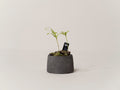 Buy Ant Fern in Hong Kong. A unique indoor fern known for sculptural form and humidity tolerance, curated and delivered locally by Quest Plant.