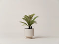 Large indoor tree fern for bright, humid interiors