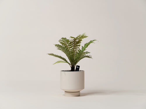 Large indoor tree fern for bright, humid interiors