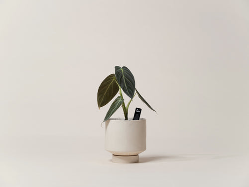 Black Gold Philodendron indoor plant with dark velvety leaves