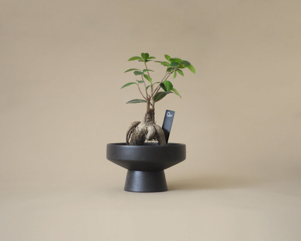 Bonsai Ginseng