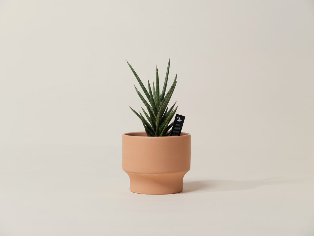 Sansevieria Francisii