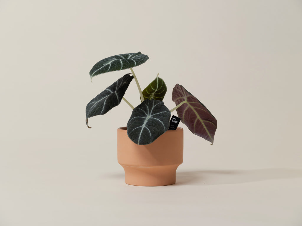 Black Velvet Alocasia
