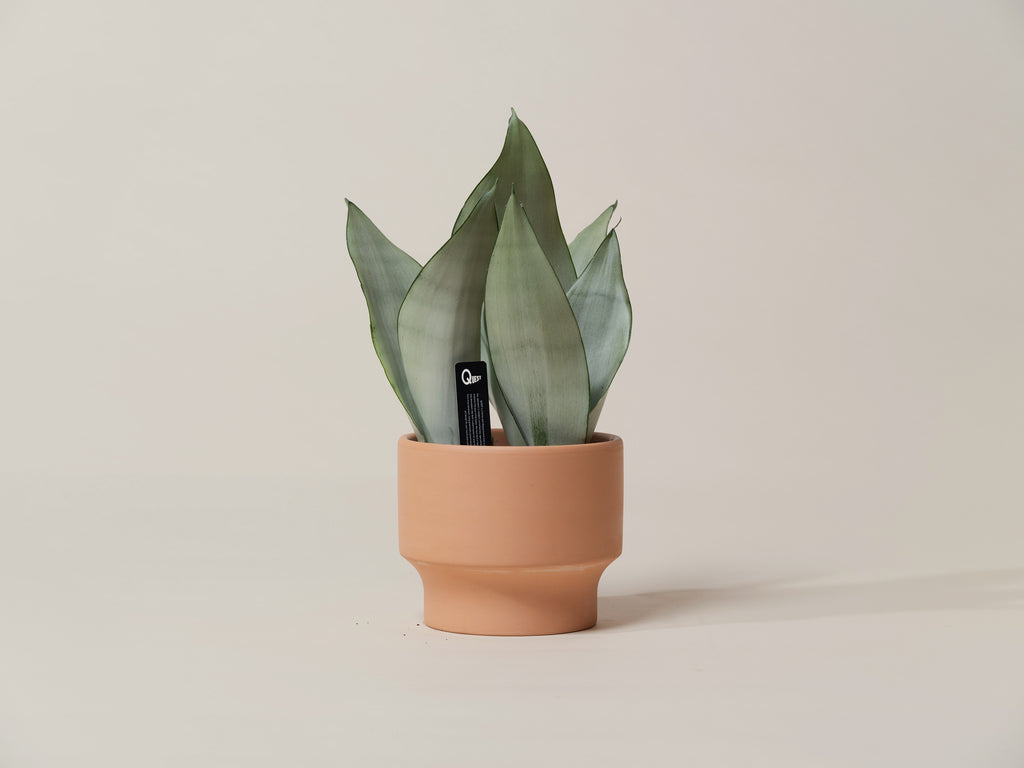 Moonshine Snake Plant