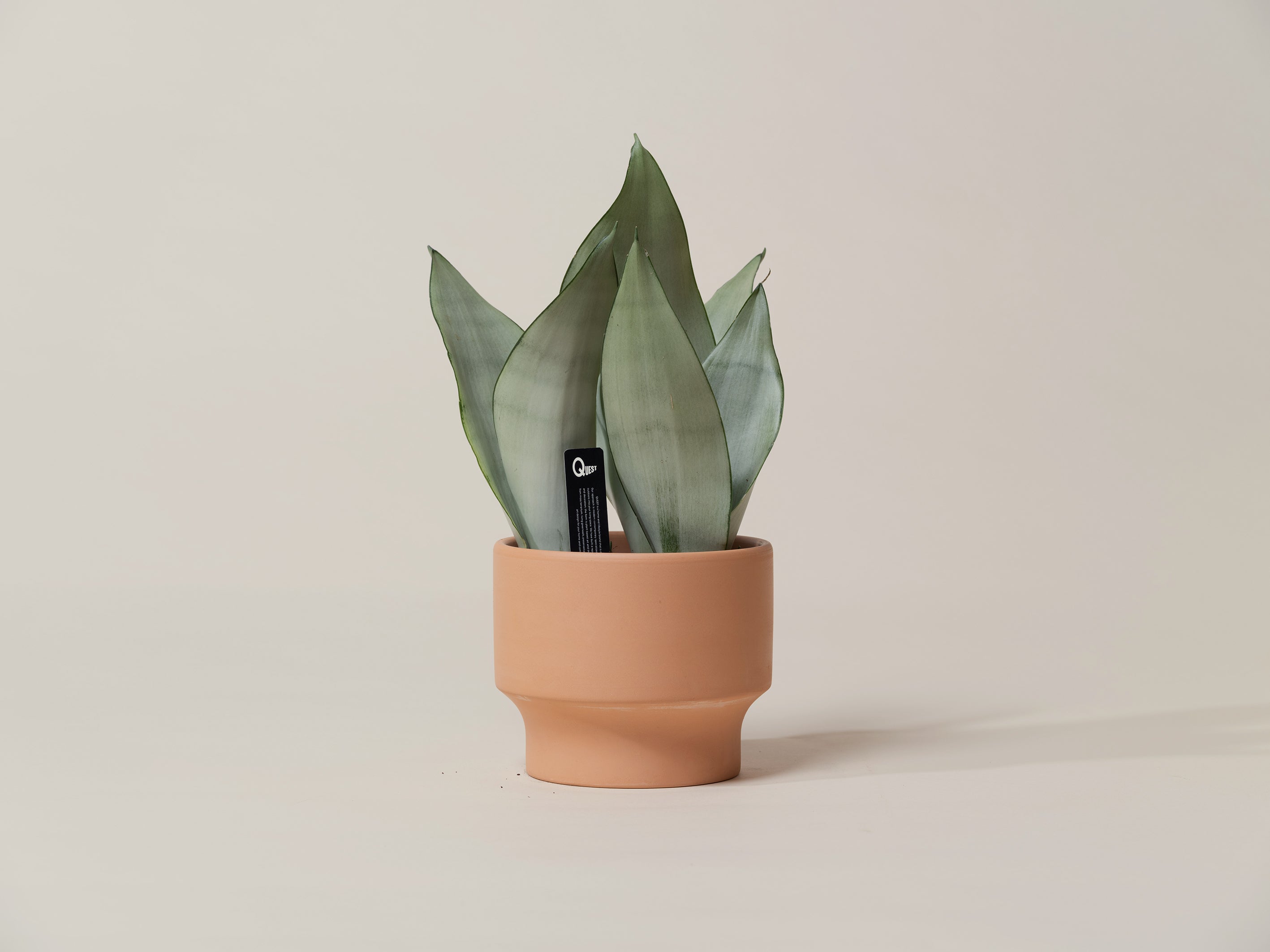 Moonshine Snake Plant