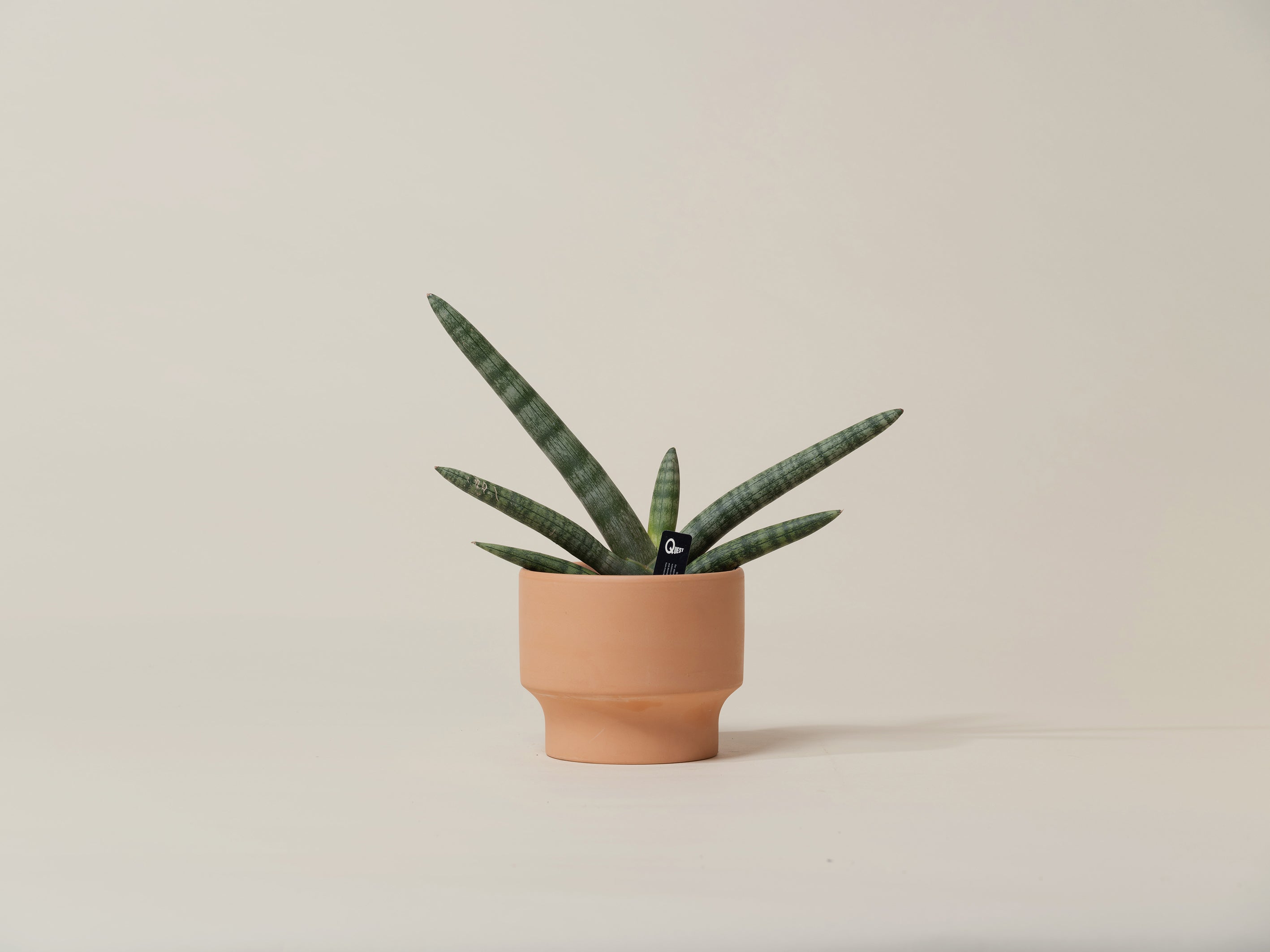 Sansevieria Cylindrica