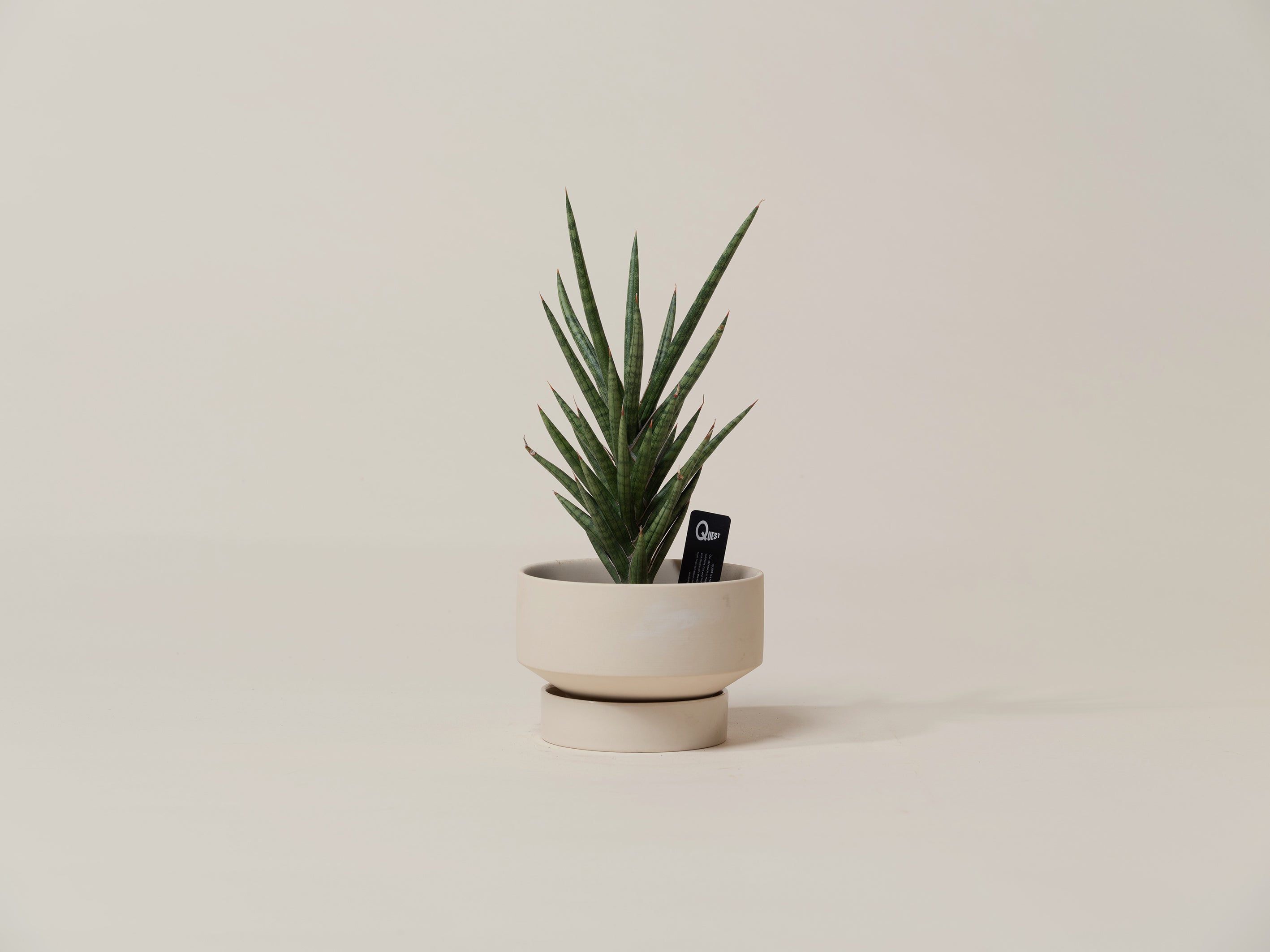 sansevieria francisii for sale SANSEVIERIA FRANCISII – Quest Plant