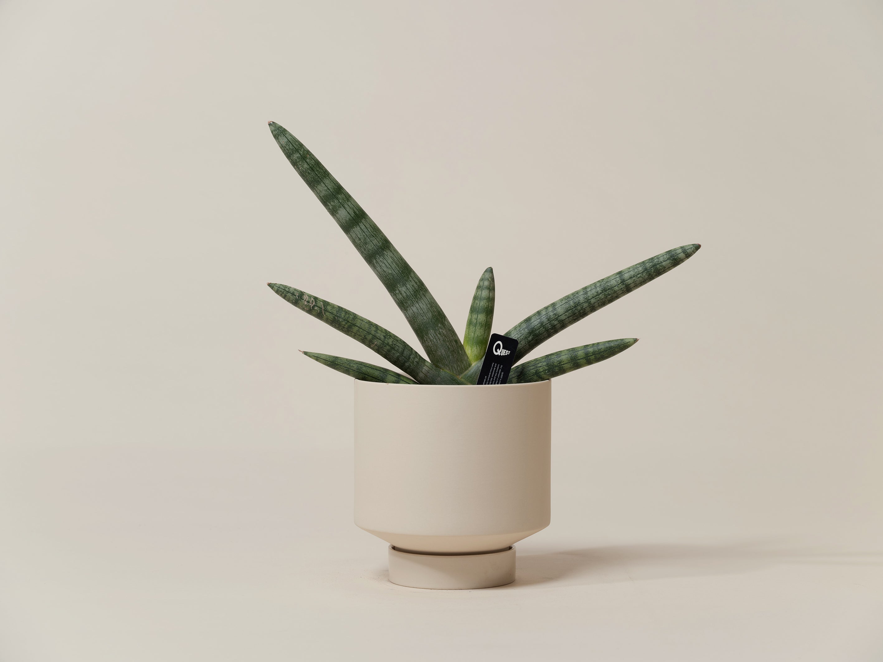 Sansevieria Cylindrica