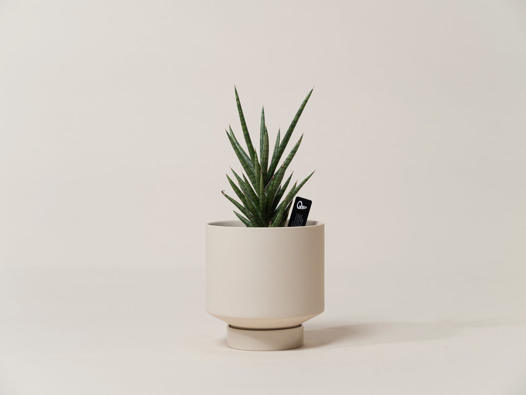 Sansevieria Francisii