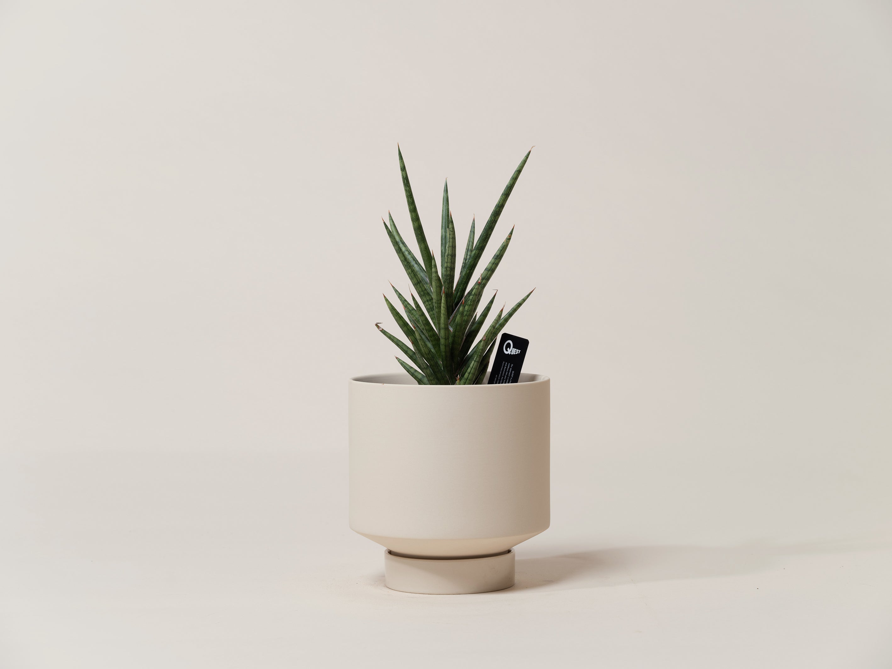 Sansevieria Francisii