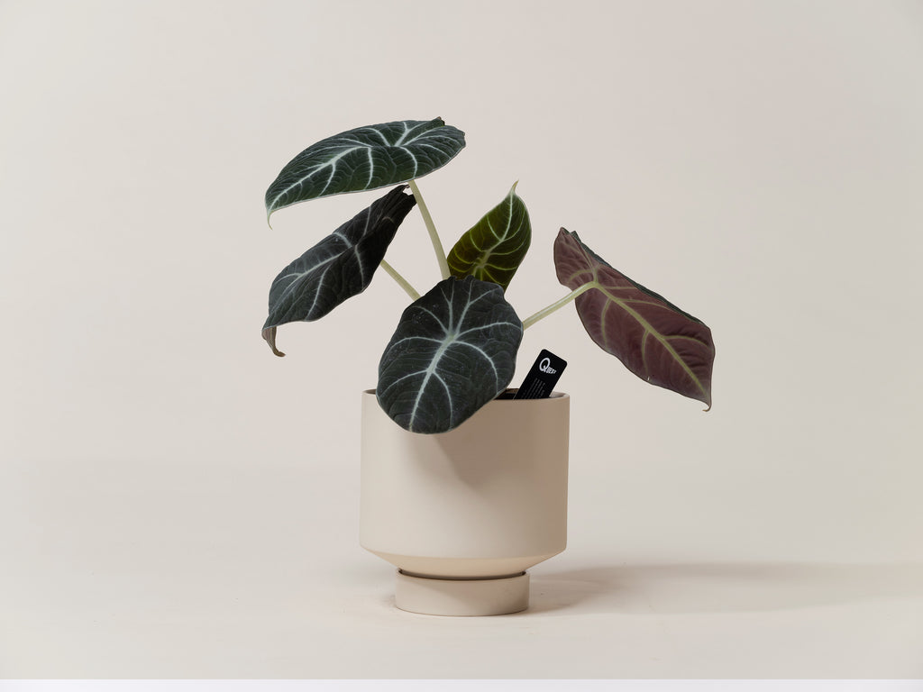 Black Velvet Alocasia