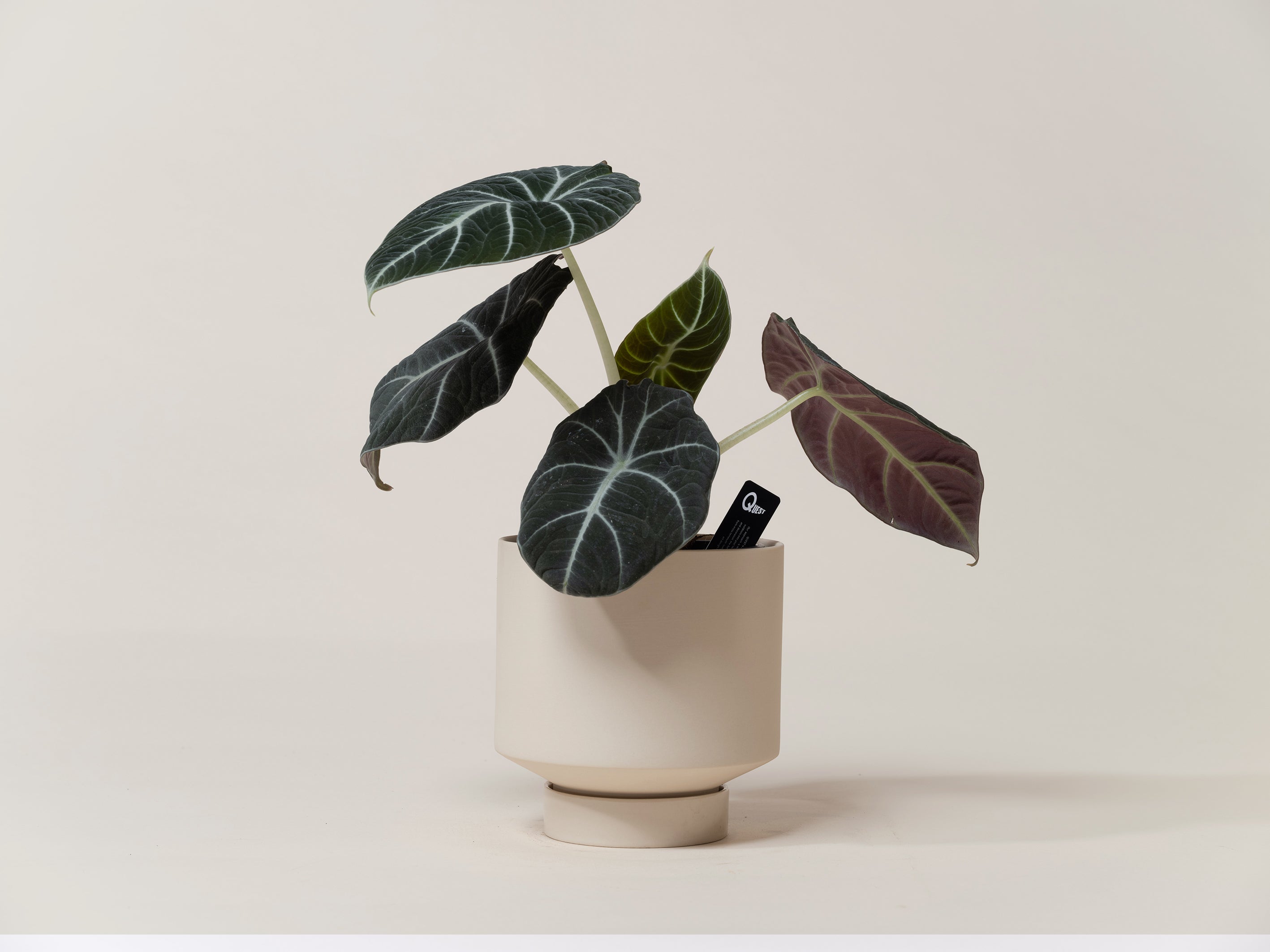 Black Velvet Alocasia