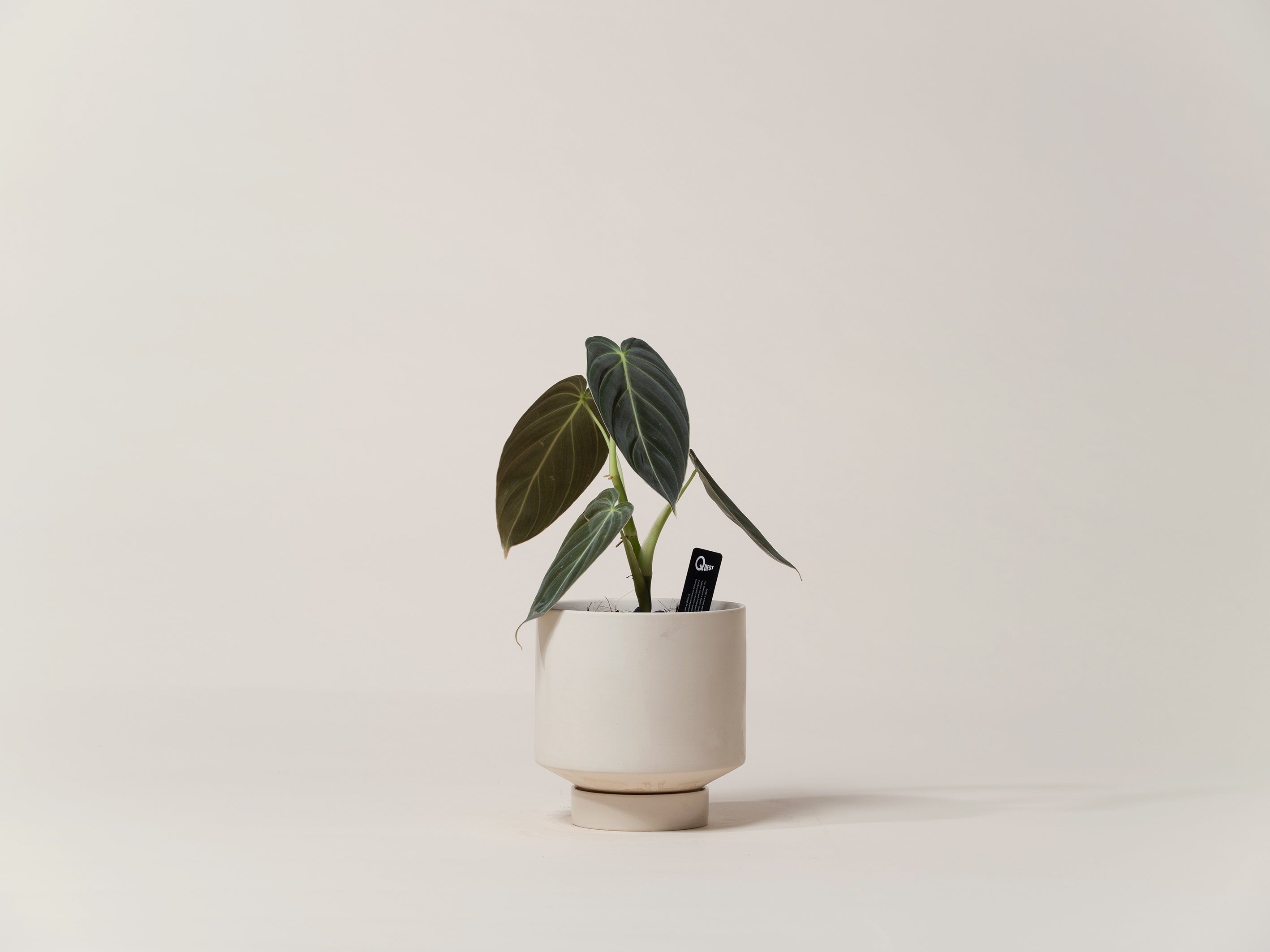 Black-Gold Philodendron