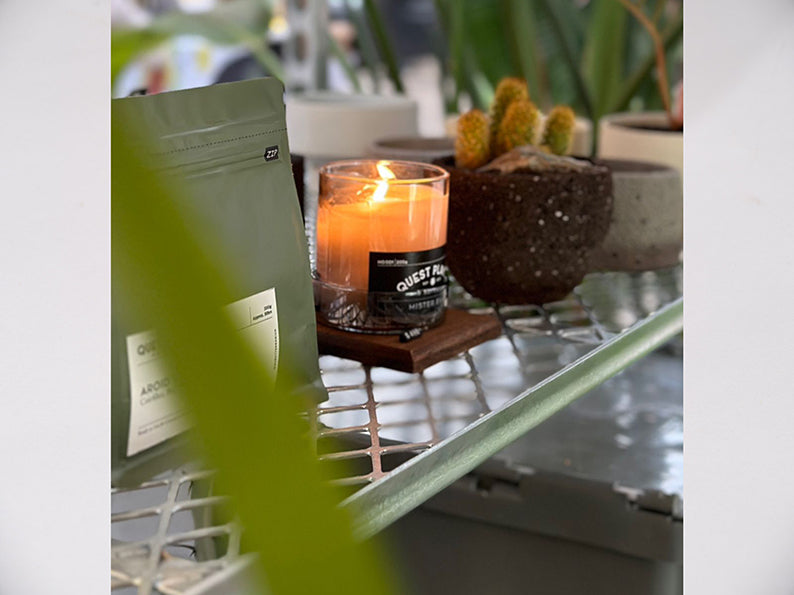 QUEST PLANT 'Mister Eames' Candle by Be Candle