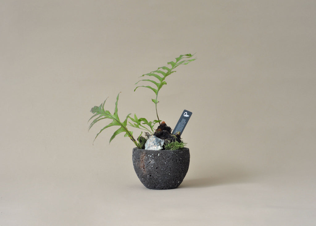 Volcano Planter