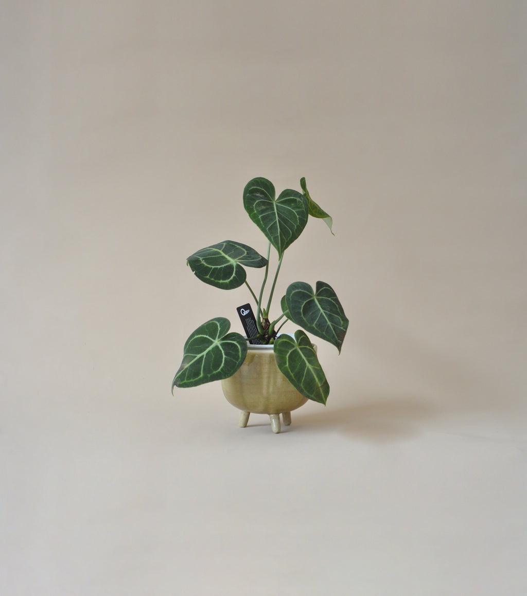 Mceramics Design - Sage