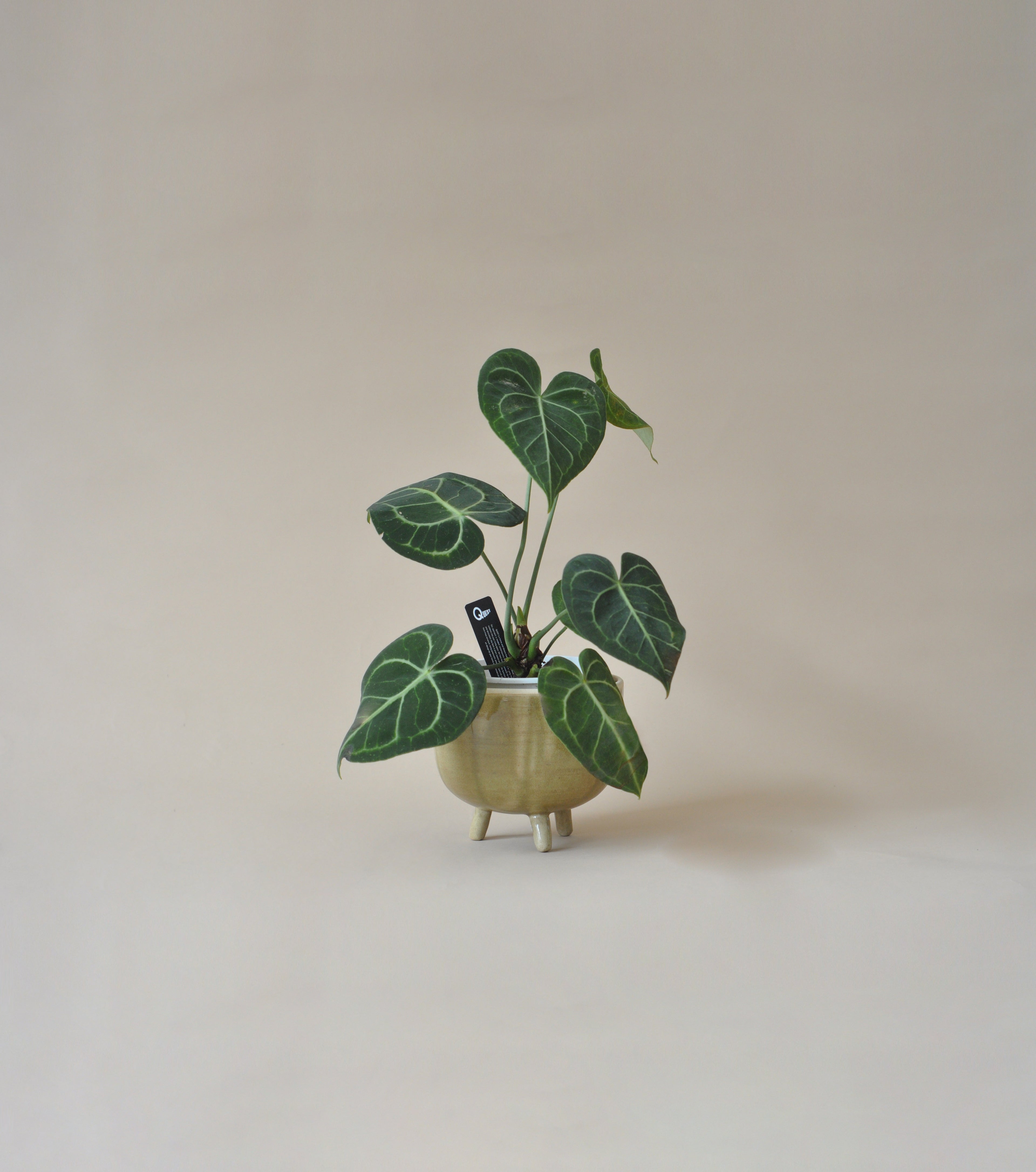 Mceramics Design - Sage