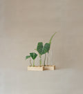 SPROUT STAND