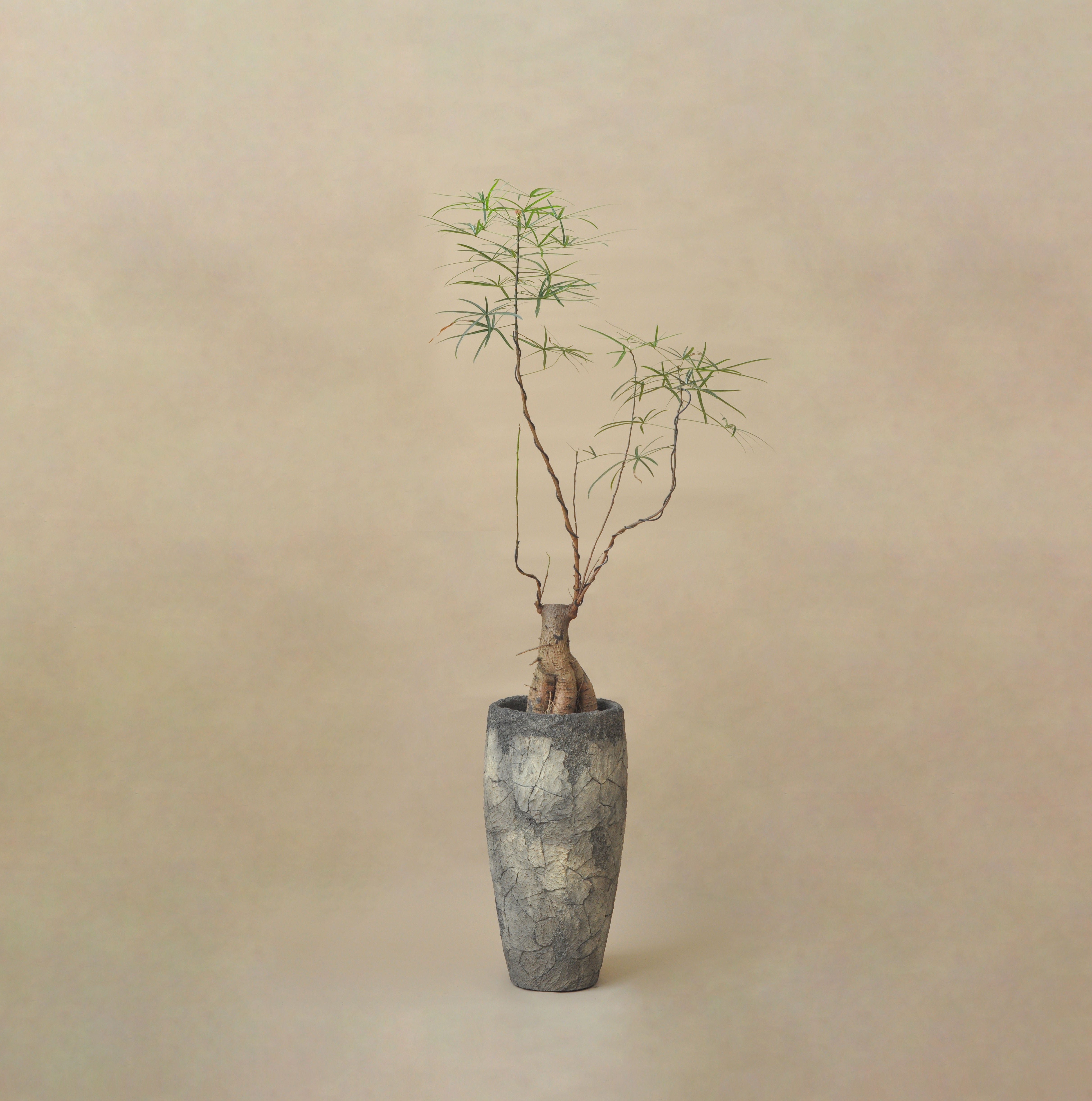 POTS, PLANTERS & ACCESSORIES – Quest Plant