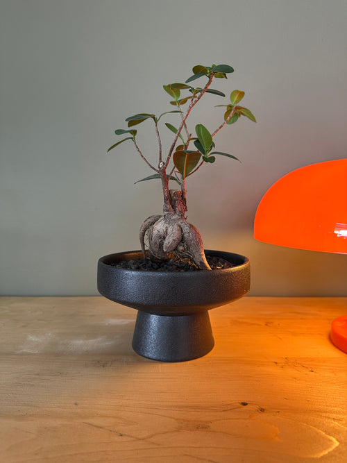 Small potted plant in a black pot on a wooden surface with an orange light in the background.