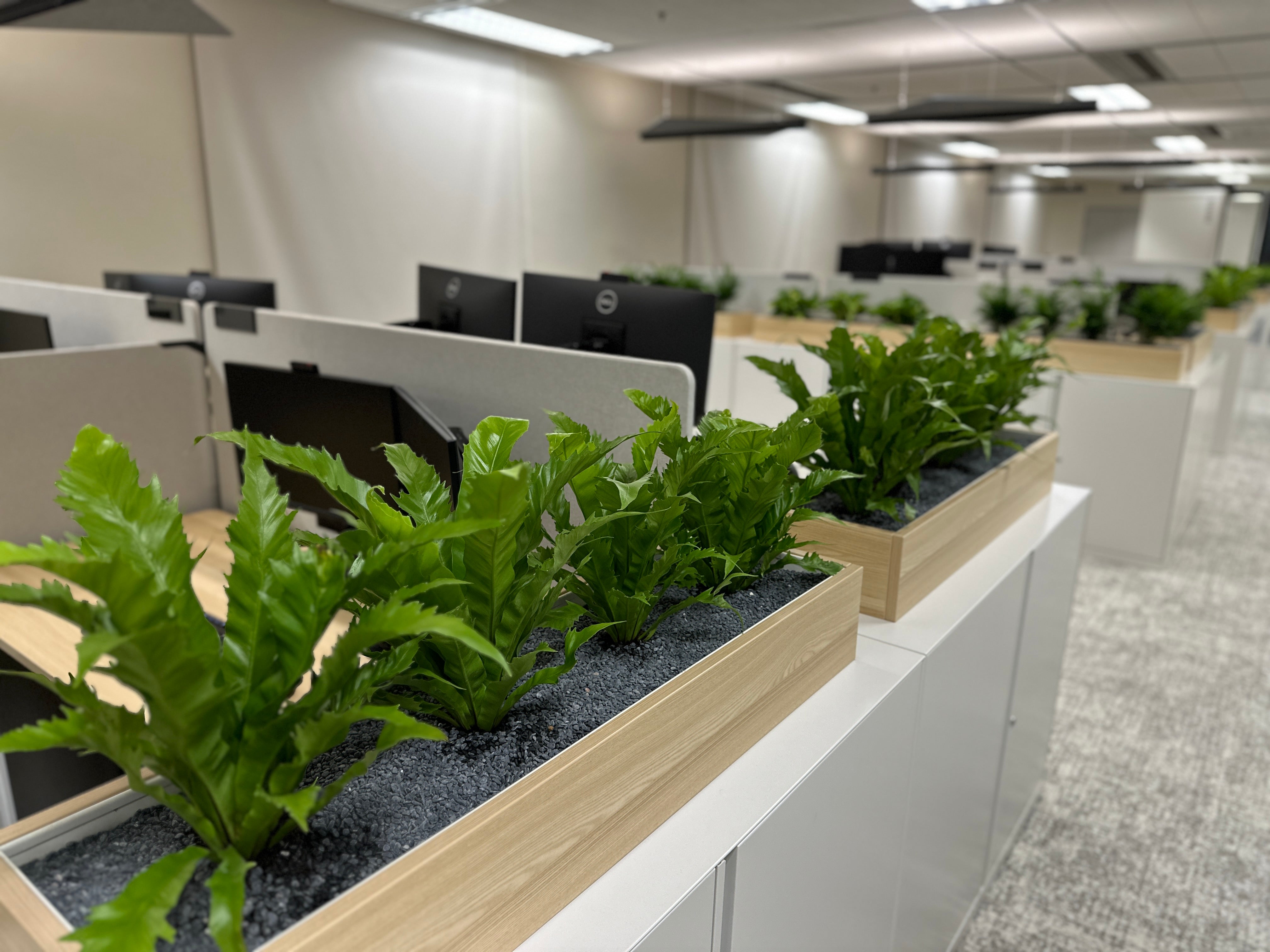 Plants in planters on office desk dividers with office interior in the background