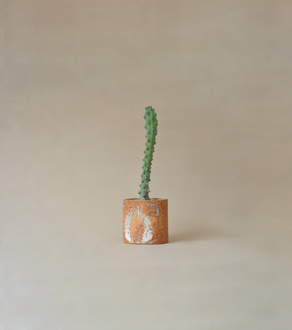 Cactus in a pot on a beige background