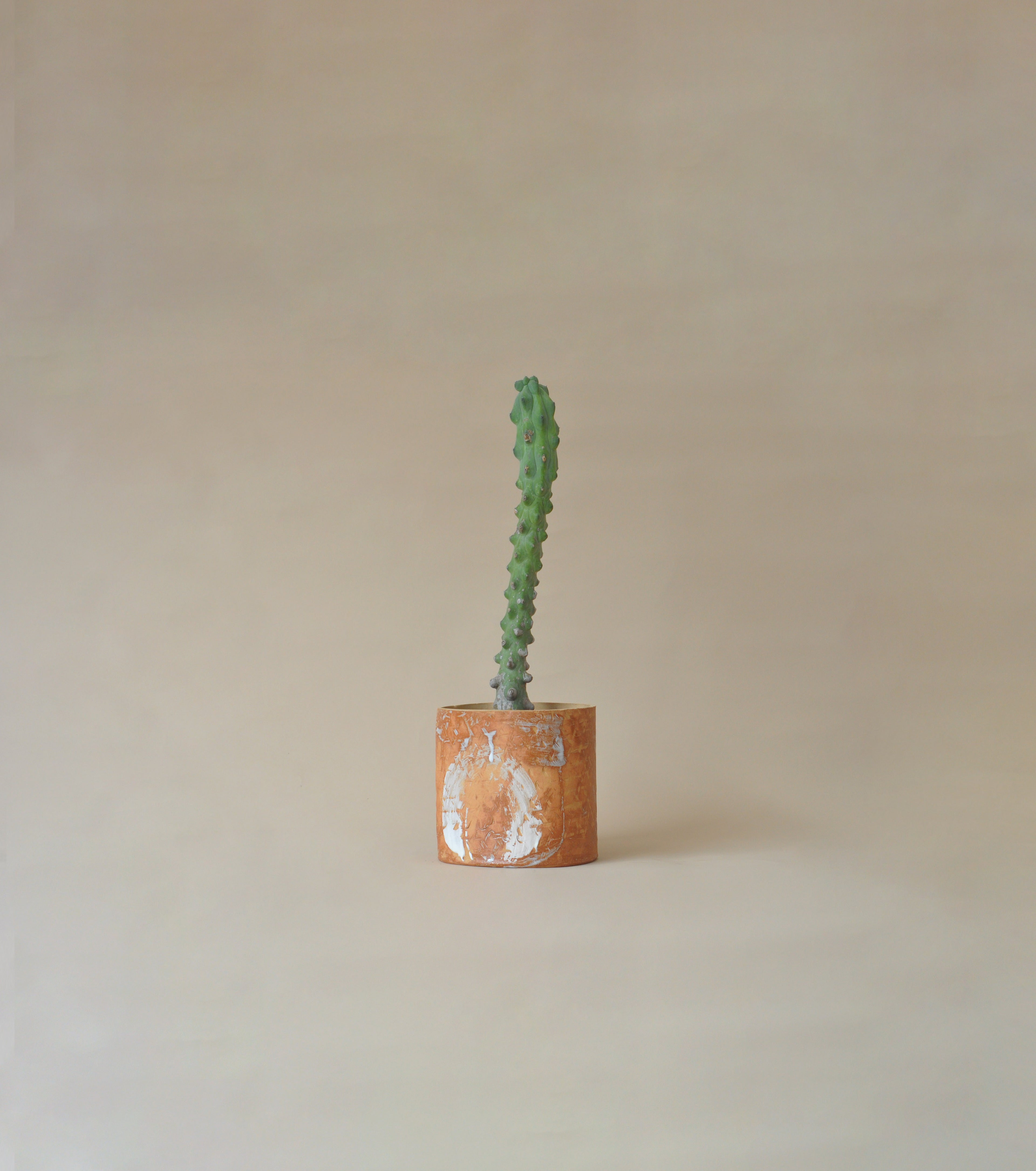Cactus in a pot on a beige background
