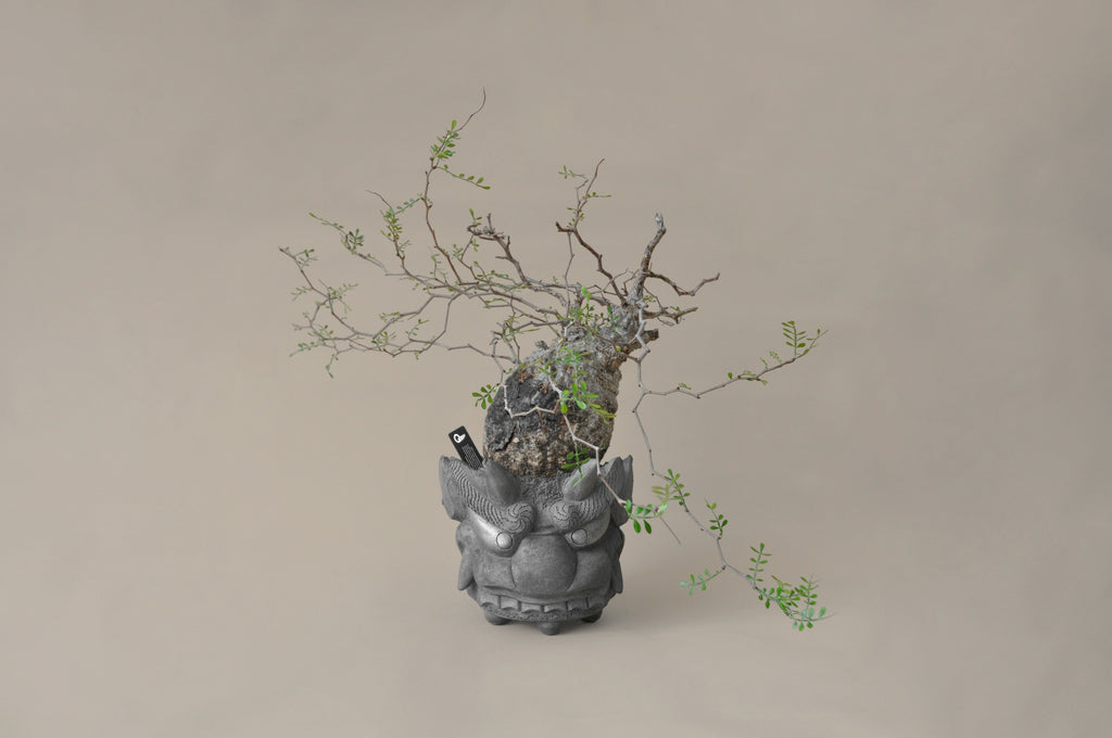 Bonsai tree in a stone pot on a beige background