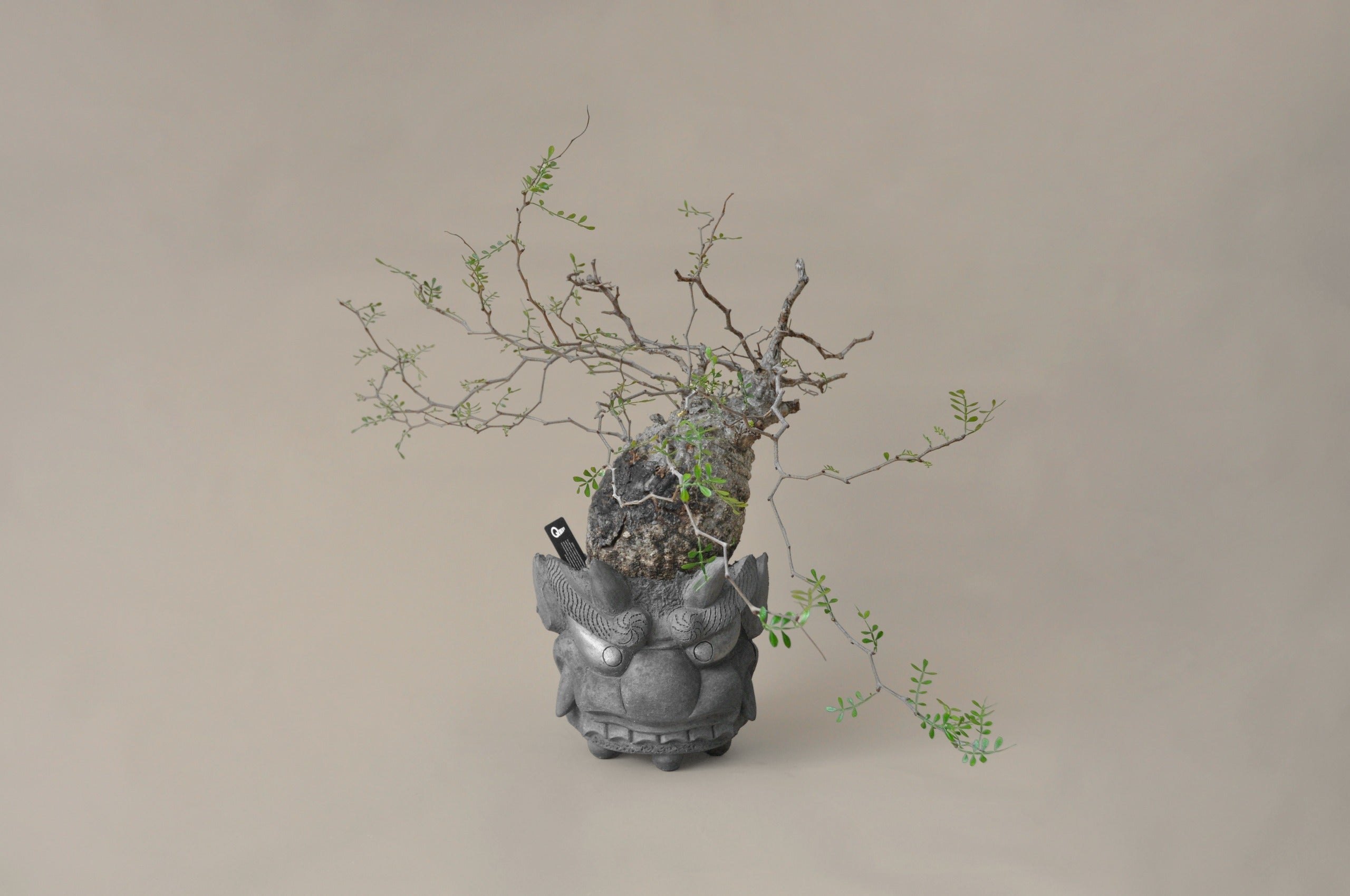 Bonsai tree in a stone pot on a beige background
