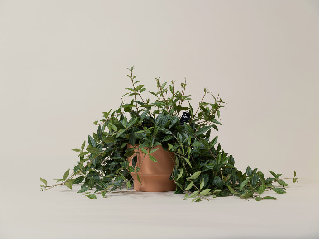 Peperomia quadrangularis compact indoor houseplant