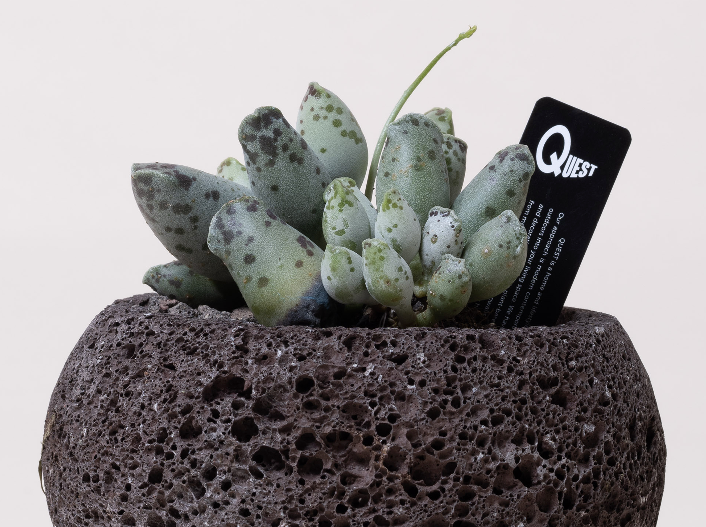 curator succulent Adromischus Cooperi