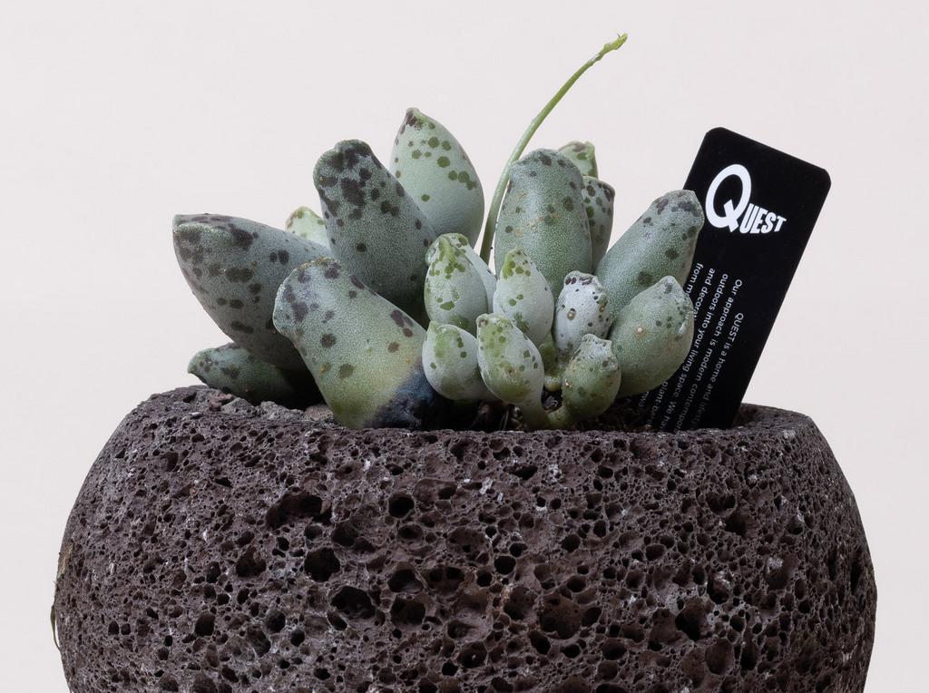 Buy Adromischus Cooperi in Hong Kong. A compact indoor succulent ideal for bright spaces, expertly curated with fast local delivery by Quest Plant.
